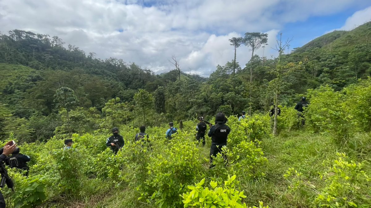 PoliciaHonduras's tweet photo. #ÚLTIMAHORA | Agentes antidrogas localizan más de 320 mil arbustos de hoja de coca en Olancho. 

Inicia el proceso investigativo y de destrucción de las mismas. 
#NoticiaEnDesarrollo https://t.co/RXST0WsYRu