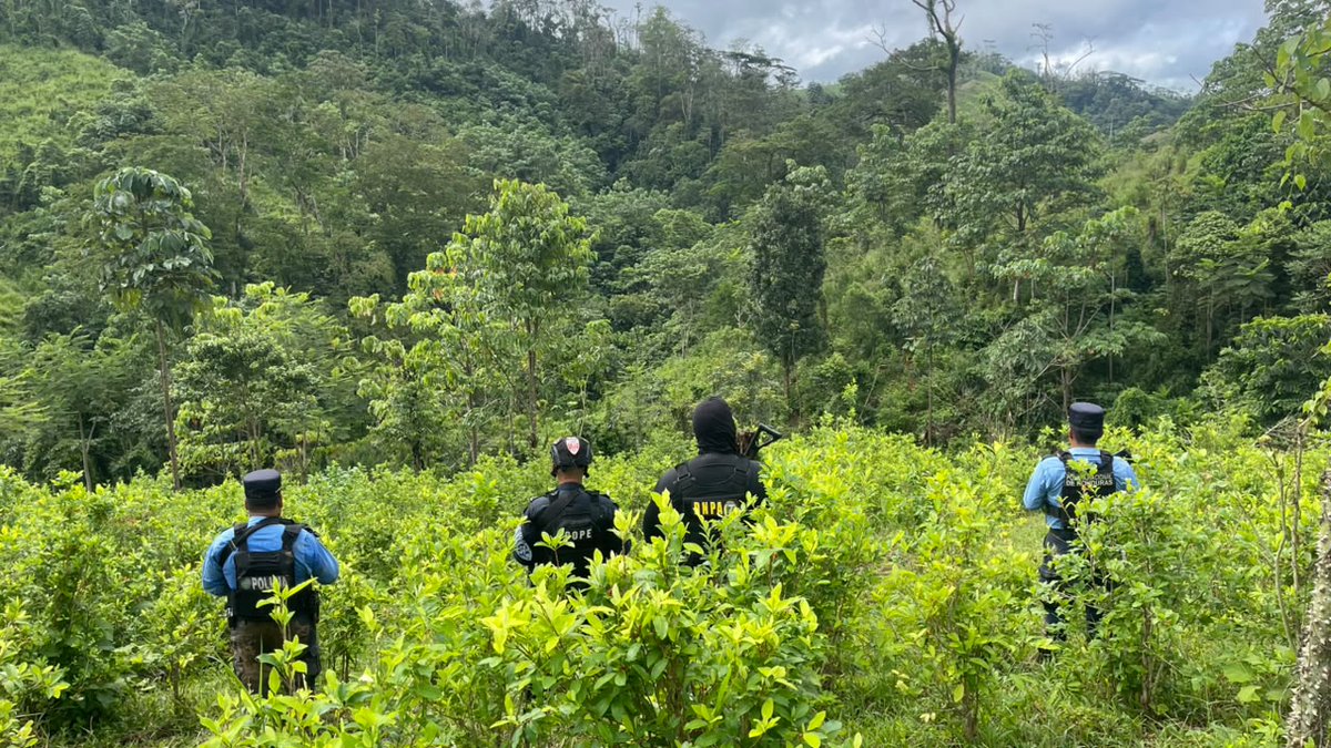 PoliciaHonduras's tweet photo. #ÚLTIMAHORA | Agentes antidrogas localizan más de 320 mil arbustos de hoja de coca en Olancho. 

Inicia el proceso investigativo y de destrucción de las mismas. 
#NoticiaEnDesarrollo https://t.co/RXST0WsYRu