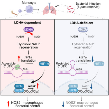 ImmunityCP's tweet photo. Online now:  Lactate dehydrogenase A-dependent redox control of selective mRNA translation directs monocyte fate commitment dlvr.​it/TVwwlg https://t.co/Z3xmNdm1jT