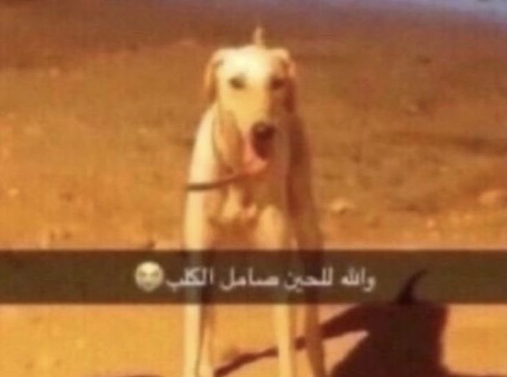 Shartun07's tweet photo. @AIrMo73 قنوبي يدور من يدعسه: https://t.co/xRr7wB7RAU