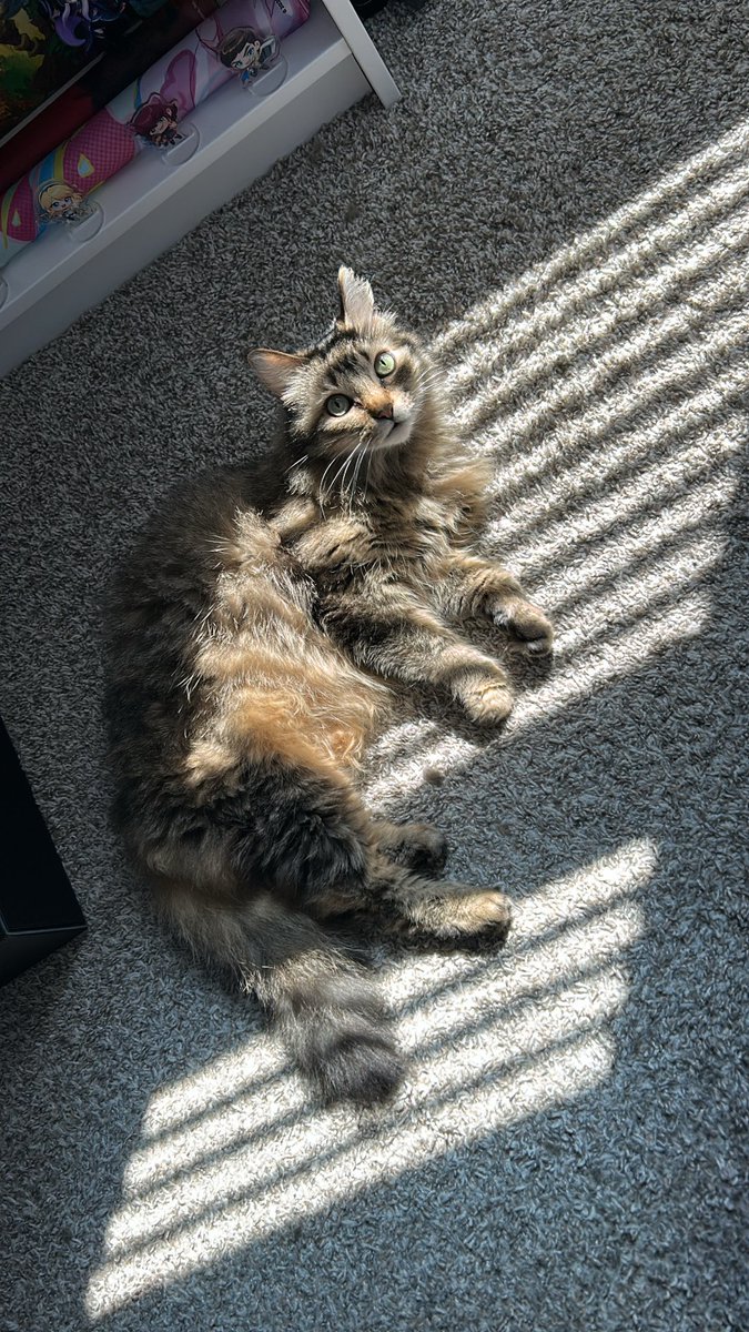 Jpxvv's tweet photo. @theaveragecapy Ooo I like #PetBound hereโs my beautiful baby :3 https://t.co/AfUacx0h1E