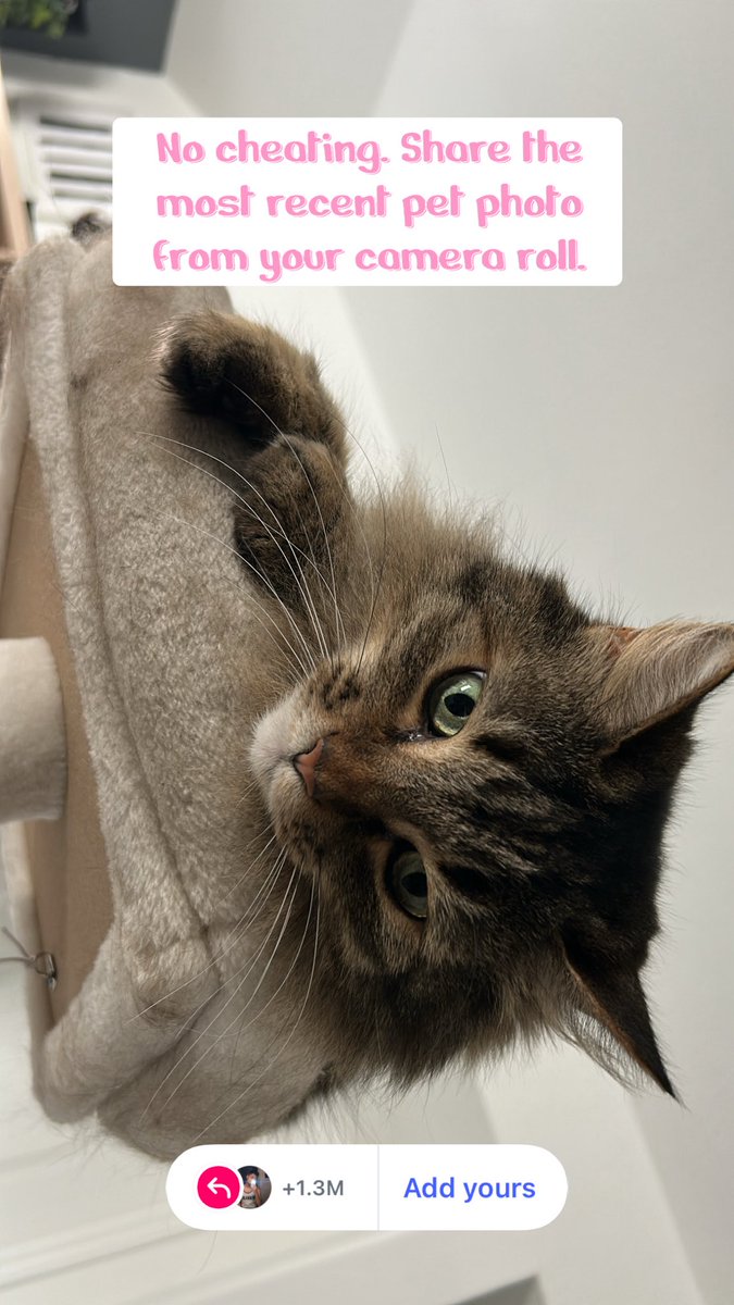 Jpxvv's tweet photo. @theaveragecapy Ooo I like #PetBound hereโs my beautiful baby :3 https://t.co/AfUacx0h1E