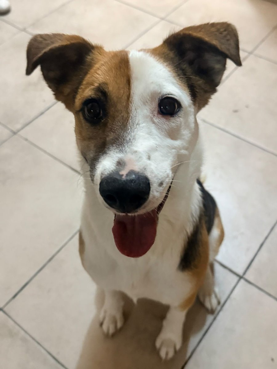 VIBRAmascotas's tweet photo. Deisy en adopción responsable, talla mediana , amigable , jugoerona , energía alta 
Ideal para una persona activa que le guste salir a pasear , quizá que haga senderismo , 
Wats 5548724347
#Adopta #cdmx https://t.co/BkuTzlNN16