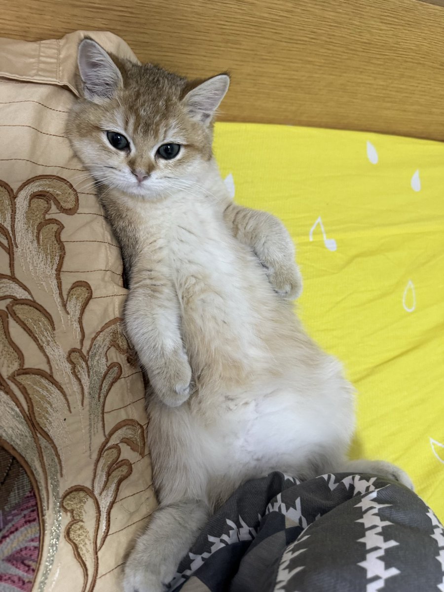 p6cqp's tweet photo. @Dian722d 给你看看我的猫 三个月大已经不知道天地为何物了 https://t.co/x0sHm4HkhE