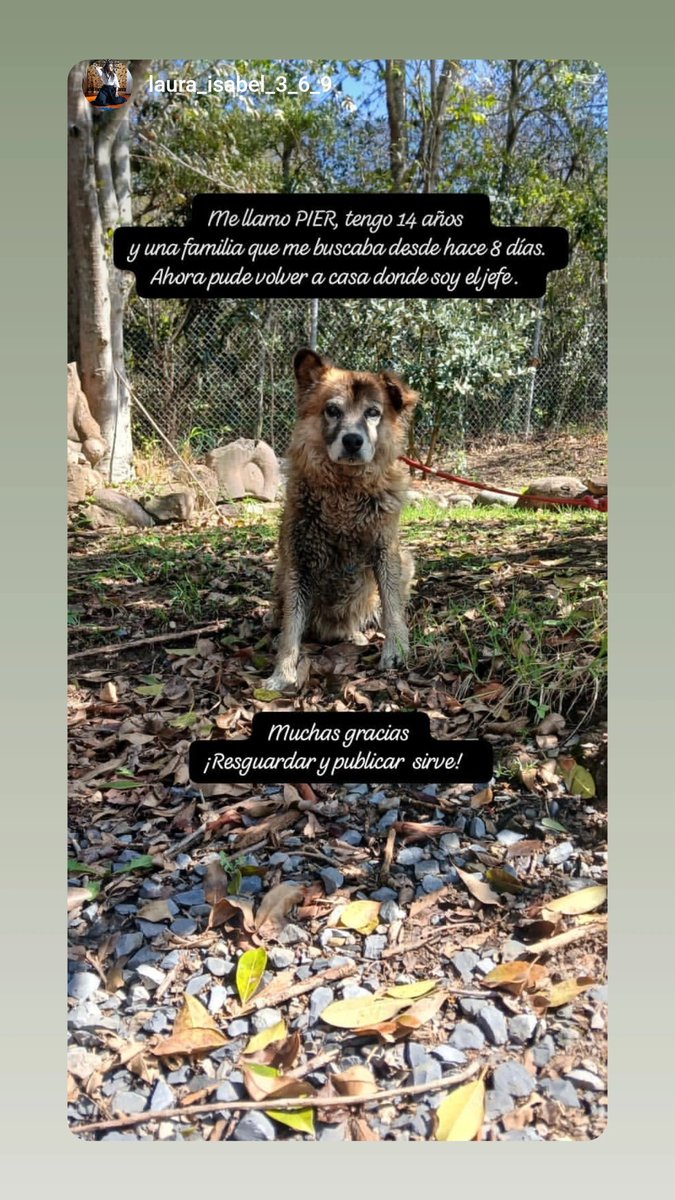 margaritavela's tweet photo. 🥳🥳#Pier ya está con su familia🥳🥳
#ReencuentrosDeCustroPatas🐾🐾
@MONYRODRIGUEZOF
@piedrahitangela https://t.co/pwO6bRtbxr