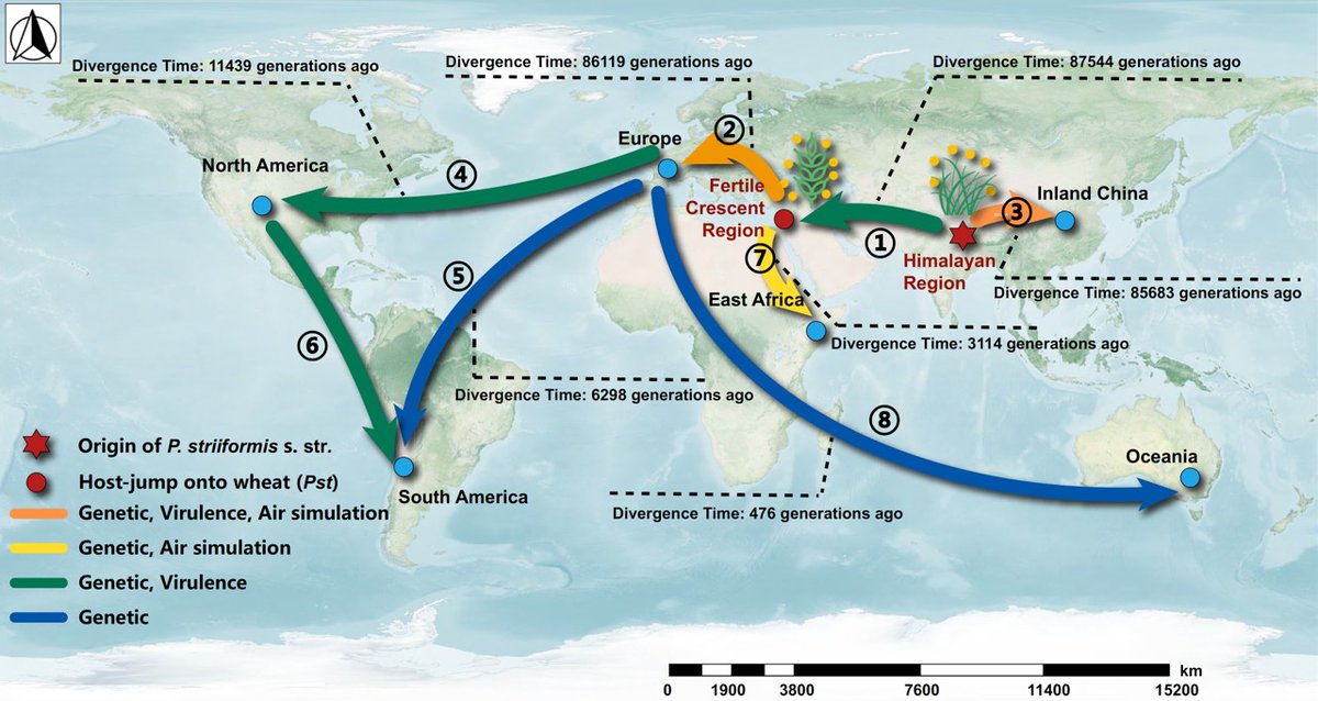 wheatpath's tweet photo. Global rise of a #wheat pathogen [#Puccinia striiformis f. sp. tritici] through two-stage evolutionary emergence coupled with aerial dispersal @NatureComms https://t.co/I5TsHvZ8My https://t.co/5Zf0mYssPH