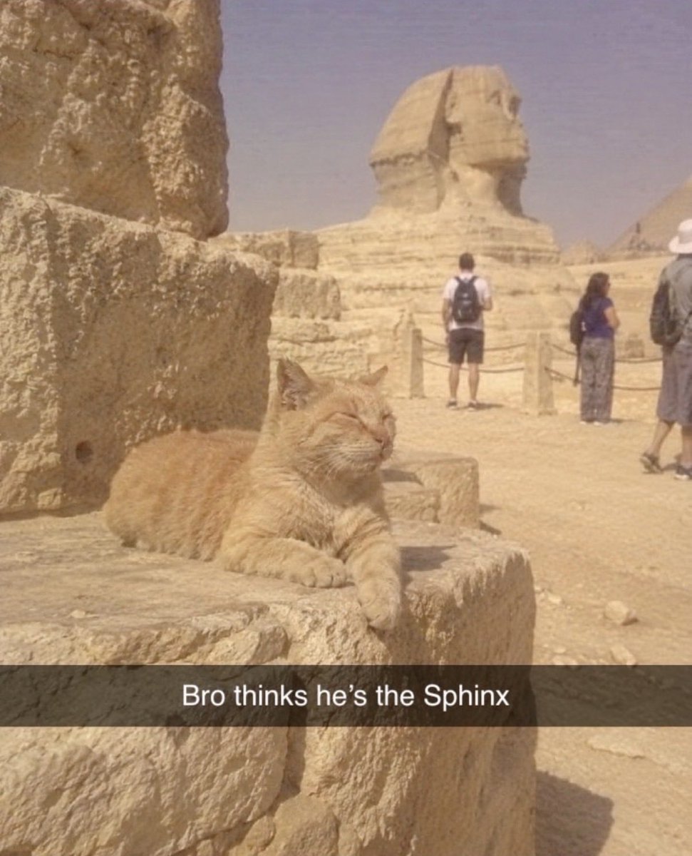 hardcatmemes's tweet photo. https://t.co/F9nPyopiRx