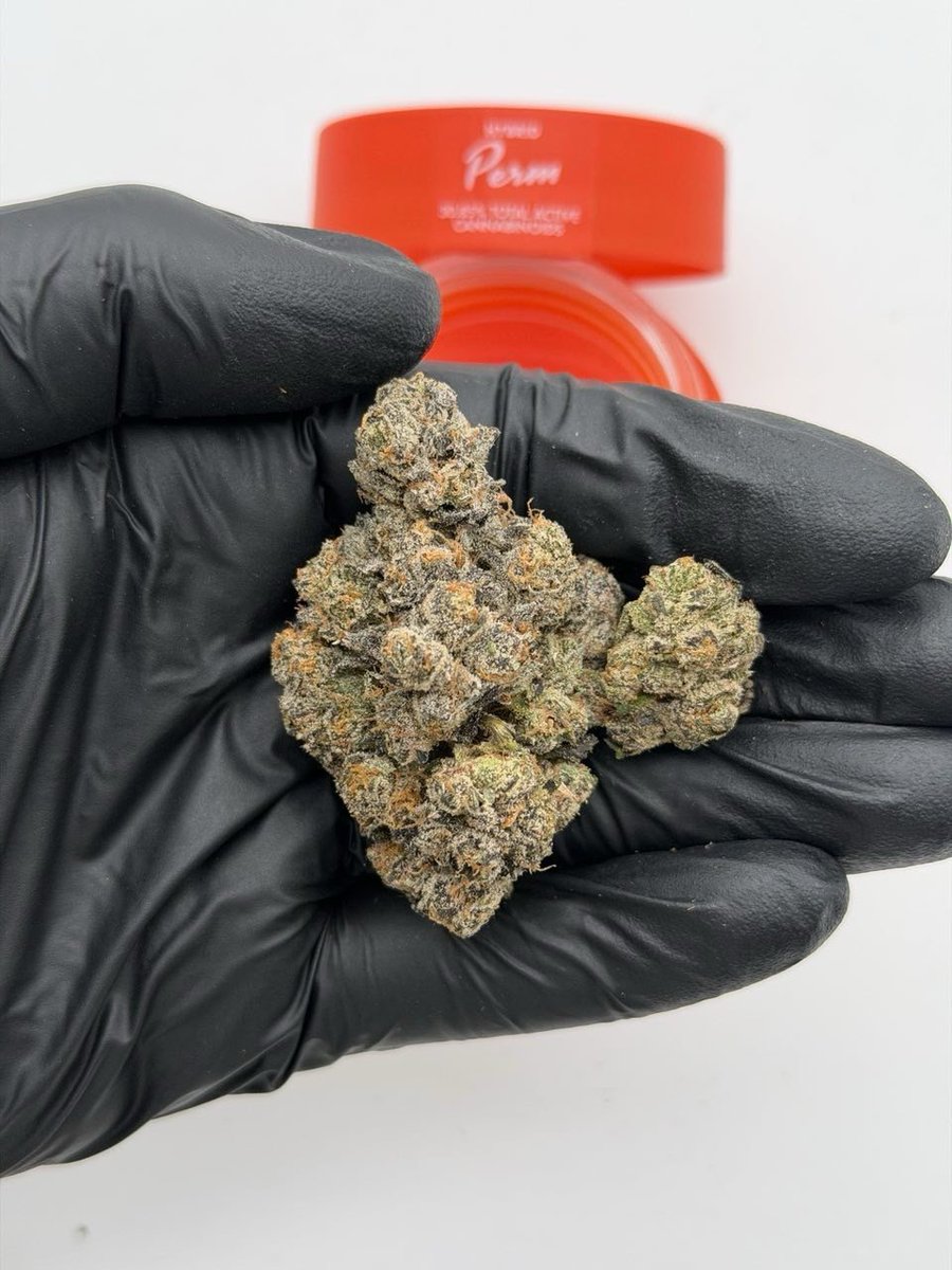 DarkDispensary's tweet photo. Sherbinski flower jars 
Each jar is a 3.5  and the flavors always rotate. You’ll get mixed flavors with every order 🔥

OZ$200
QP$400
HP$800
1P$1500

https://t.co/NwsQIQgyTs https://t.co/5whKSevIKe