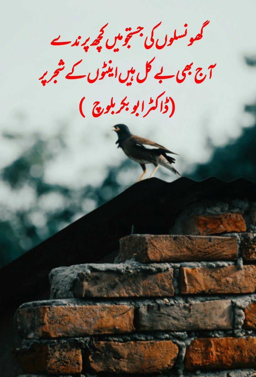 DrAbubakar1979's tweet photo. #urduadab #urdupoetry #urdughazal #environment #savekarachi #savesindh #savemalir https://t.co/GHNr6PkuIt