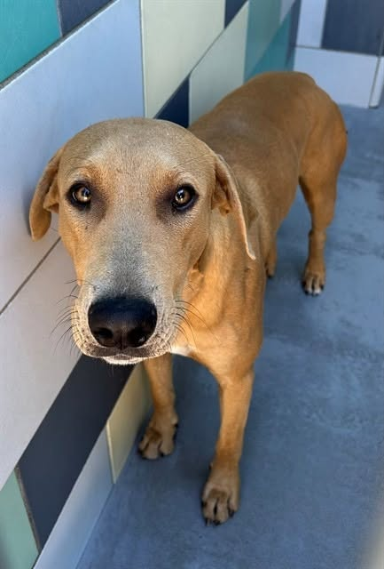 cashsmama08's tweet photo. 💔🚨CODE RED — BOB #A1939969 NEEDS AN IMMEDIATE EXIT FOR SPACE! 🚨💔
🥺MEET BOB #A1939969
📍SAN JACINTO,CA SHELTER
Bob is waiting at the San Jacinto shelter, and he is not doing well in the shelter environment. He needs an immediate exit and someone willing to give him a chance. Please help get his face in front of people who can make a difference! ❤️
BOB'S DETAILS
🐶 Name: Bob
🔹 Shelter ID: A1939969
🔹 Breed: Pointer mix
🔹 Color: Brown
🔹 Sex: Male
🔹Weight: 62 pounds
🔹 Age: Approximately 3 years
🔹At the shelter since: October 1, 2026
❤️WHO CAN HELP BOB?
🙏 ADOPTER — Could you give Bob a loving home and a fresh start?
🙏FOSTER — Could you offer a temporary safe place while a permanent placement is arranged?
🙏 REPUTABLE RESCUE — Please consider Bob for placement. The shelter listing provides a rescue contact below.
🙏NETWORKERS & SHARERS — Please share Bob's listing and help him reach someone who can step forward.
📍RIVERSIDE COUNTY ANIMAL CONTROL — SAN JACINTO SHELTER
 581 S. Grand Avenue, San Jacinto, CA 92582
 (951) 358-7387
 BOB'S SHELTER LISTING:
https://t.co/mHEytJAgzf
❤️BOB NEEDS A CHANCE — PLEASE DON'T LET HIM BE OVERLOOKED.🙏❤️
