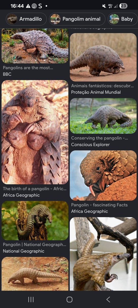 riusagiii's tweet photo. lembro que vi um documentário desse bixo sla quando e desde então acho esse bichinho tao fofo https://t.co/gccSfll20W