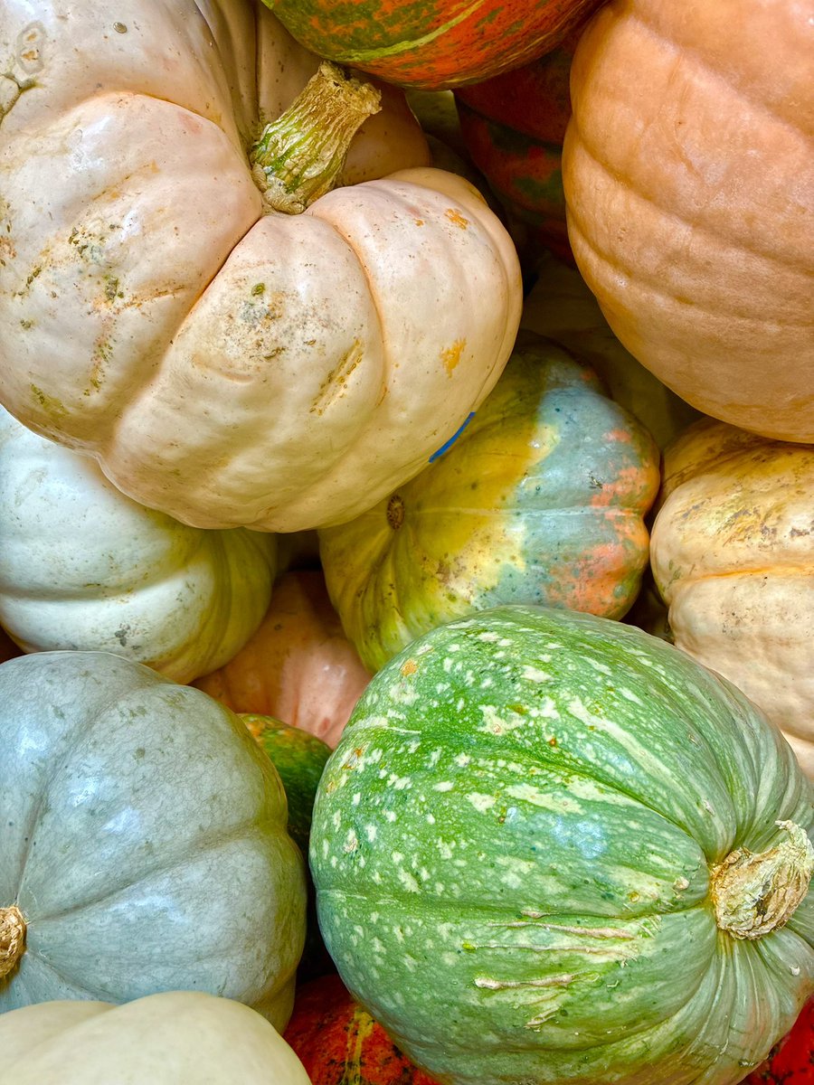 LDYPrefers2Save's tweet photo. I love seasonal gourds! 🎃 #pumpkins  #fall2026 #Thanksgiving #Halloween  #autumnvibes🍂🍁🎃 https://t.co/CtvKQpAzcH