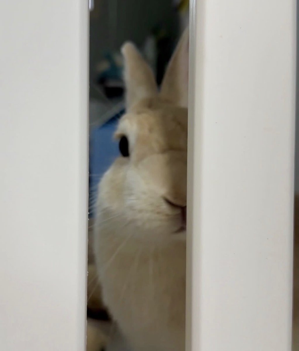 Bunnies's tweet photo. https://t.co/saCvJmTYbb