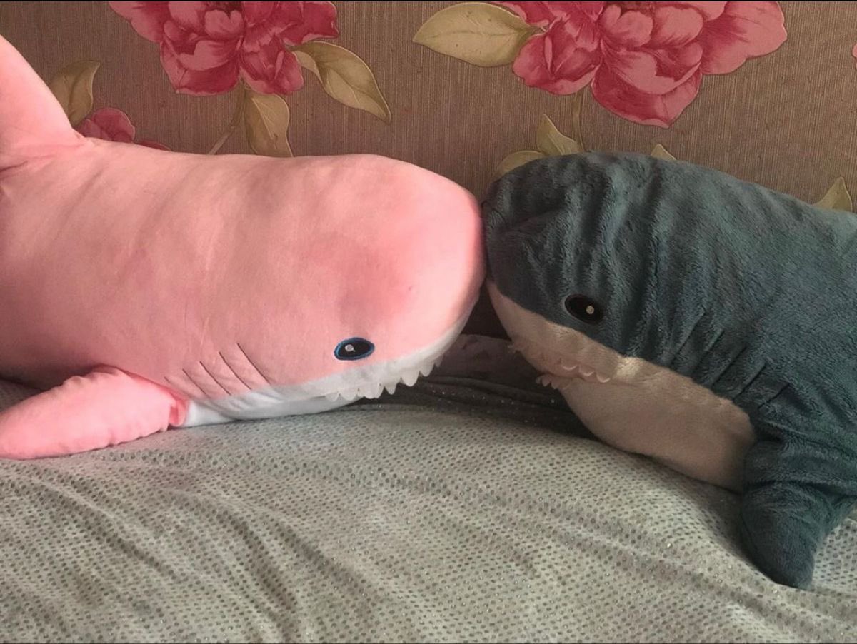 astralbaes's tweet photo. me and you as stuffed sharks :) https://t.co/w2vJVQJocW