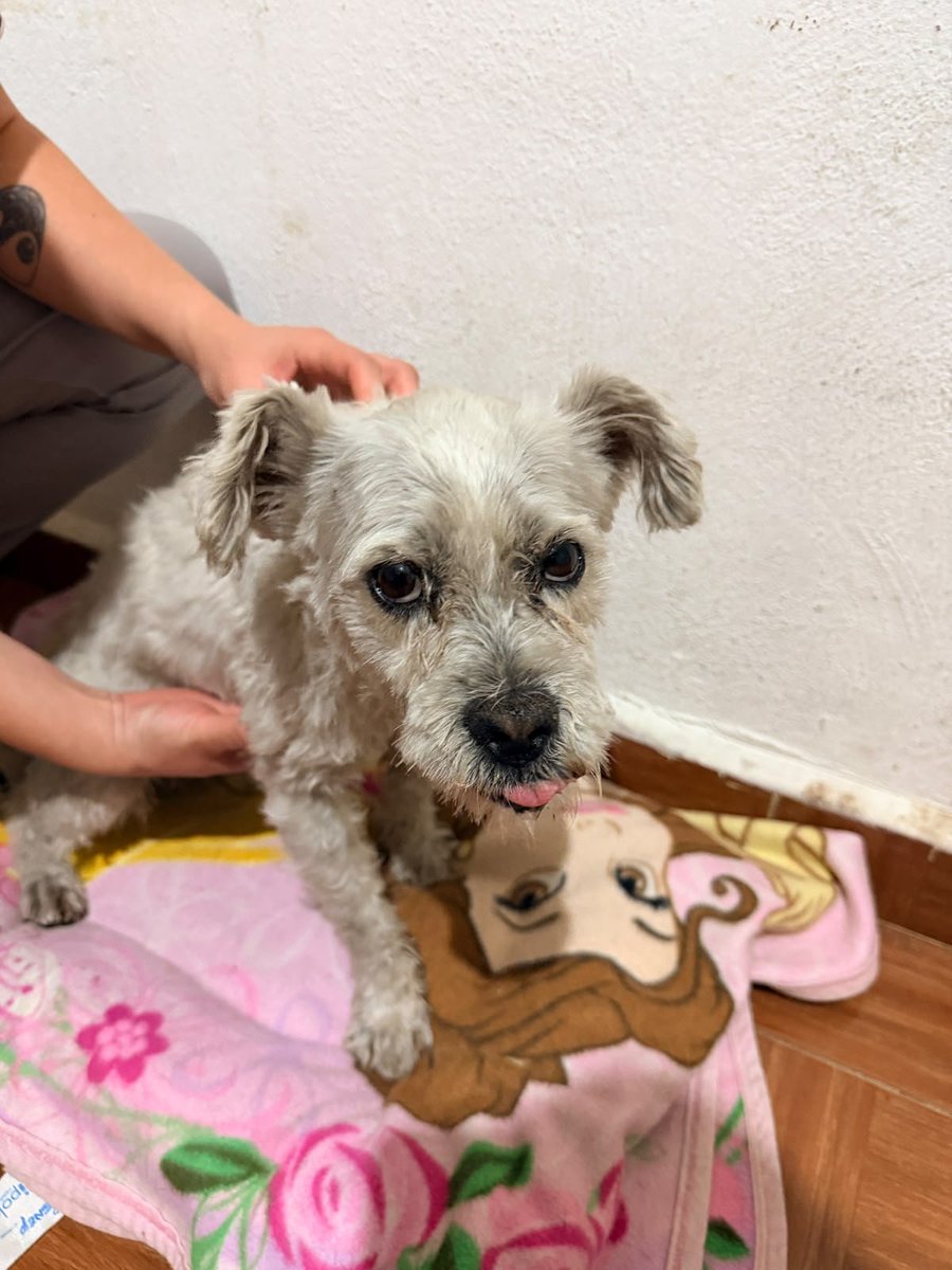 VIBRAmascotas's tweet photo. Amigos ayuda , compartiendo a Max 
Buscamos un hogar para el , es talla chica , pesa como 10 kilos 
Wats 5548724347
#CiudadDeMéxico https://t.co/zs2dqHmV95