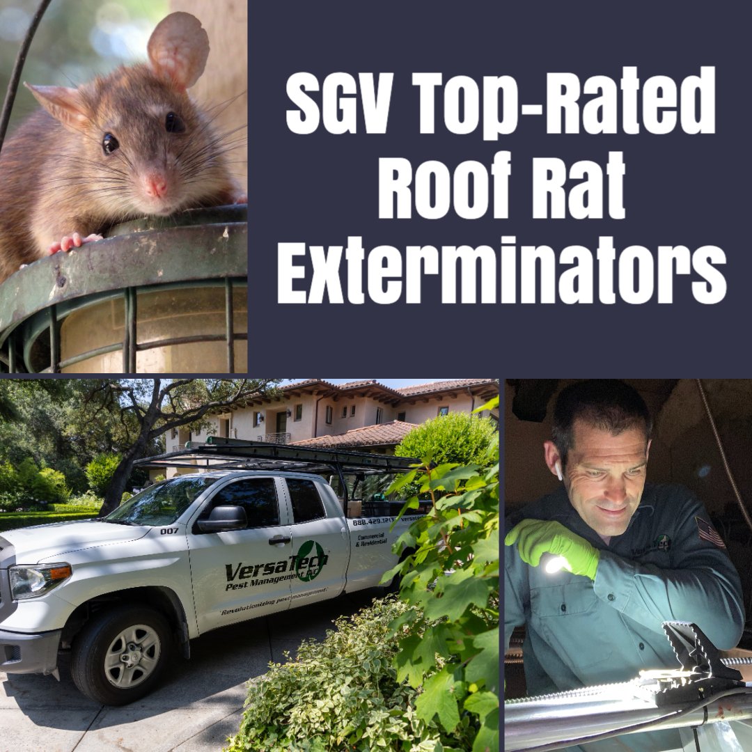 VersaTechPM's tweet photo. 🐀 Are you hearing scratching noises in your attic? 🛡️ Versa-Tech® specializes in full service roof rat extermination, proofing, and cleanout services. Call us today at (888) 429-1213! Free inspections &amp; quotes throughout San Dimas, Covina, Glendora, &amp; surrounding SGV. https://t.co/mj3kv7SaKq