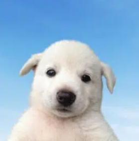 akywacky tweet picture