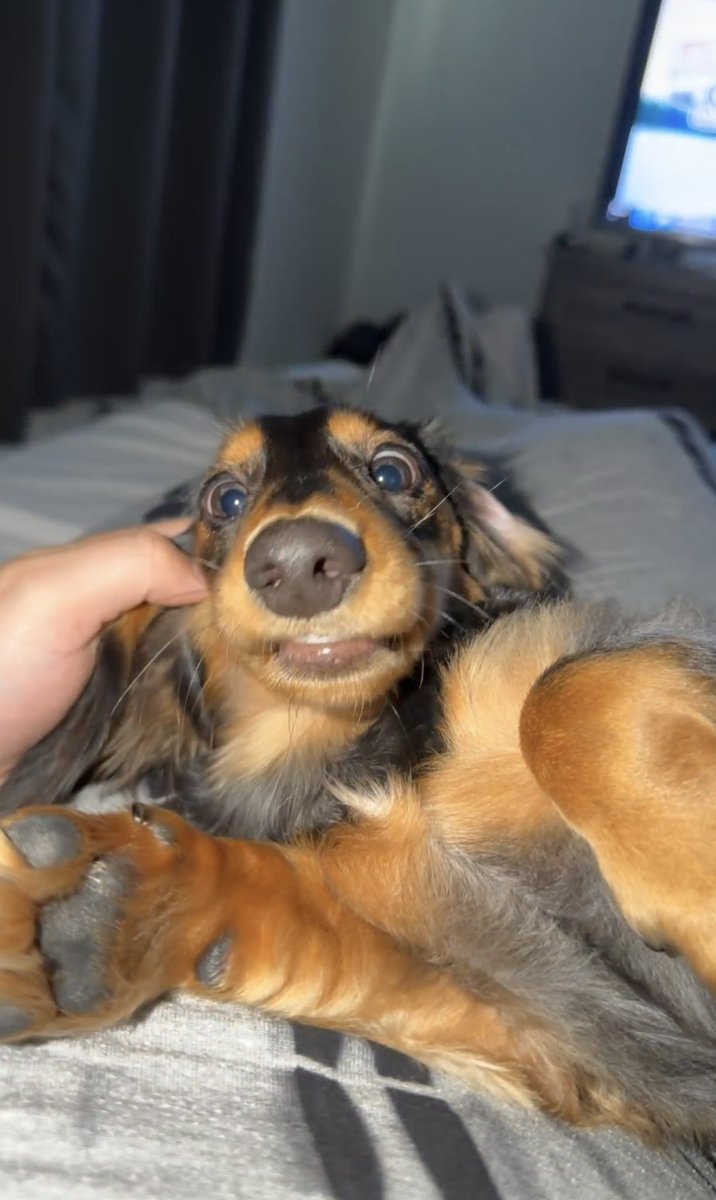 DaveyDeww's tweet photo. Here’s your daily dose of Wilbur🤪
#DogDadLife #dog #pet https://t.co/5wTltE4U30