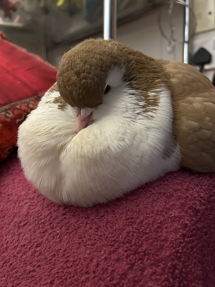crescentmoontea's tweet photo. poobs (pigeon boobs) https://t.co/MkZEeZPYba