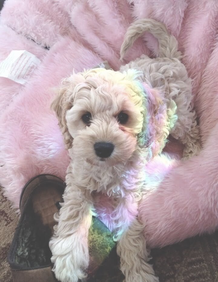 princ3ssang31's tweet photo. rainbow puppy!! https://t.co/swGurKpYWz
