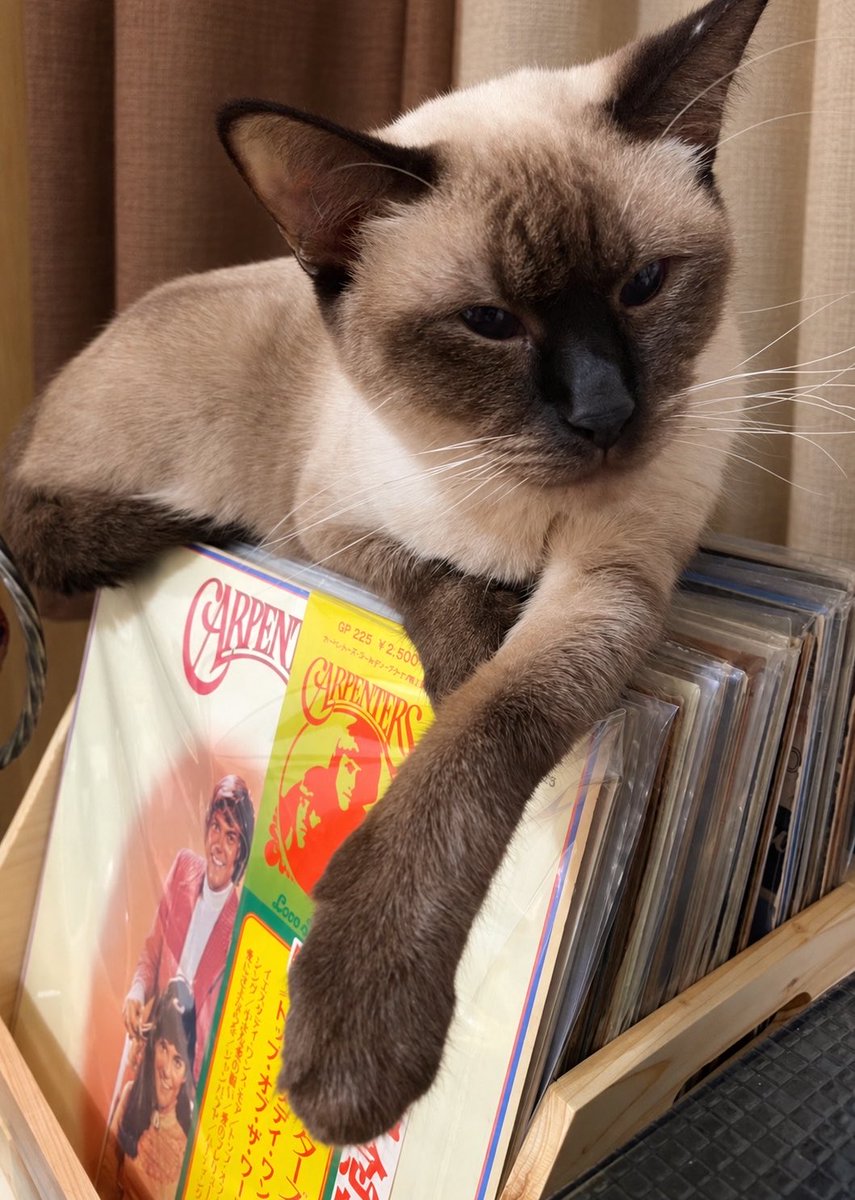 helterskelt3rrr's tweet photo. This is my cat, Nala. Eleven years ago, she arrived in a Starbucks paper bag, barely a month old. I was afraid of cats then. She changed that. She changed so many things without ever knowing it. I’ve lost count of all the cats I’ve taken in since. Nala was the one who started it all.

Today, she broke my heart into a million little pieces. Eleven years. What am I supposed to do with all this grief, Nala?