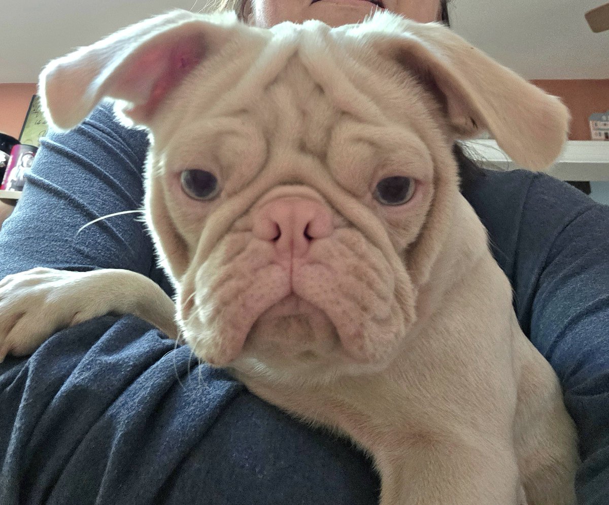 pugpartyplusone's tweet photo. Daily Dose of Stella! She came over and wanted up in my lap. She was being lovey so I went to take a selfie and she was obsessed with seeing herself in the phone! She always cracks me up!
#pug #pugs #pugpartyplusone #pinkpug #stella https://t.co/jPSr1wW0Kr