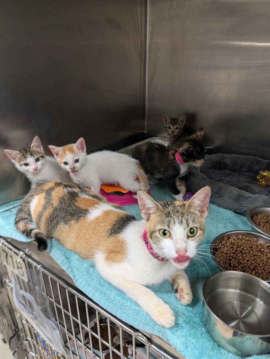 cobbkitties's tweet photo. RESCUE and PLEDGES needed

NAME: 
COMBO STATUS: 
AGE: 1Y (mom); 6wks (kittens)
SEX: Female (mom); 1 male, 3 female (kittens)
ID: 23219-23
CAGE: 715
IN SHELTER SINCE: 10/7/26
ADOPTION or RESCUE ONLY: Rescue only 

If you can help, please call or email the… https://t.co/5fwiSySQQ7 https://t.co/4SY8YuWhj8