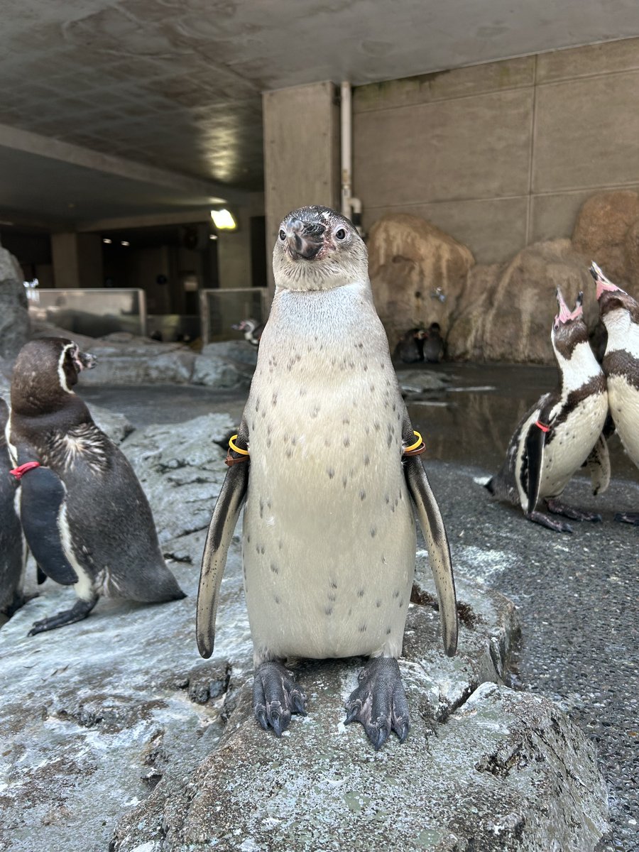 NagasakiPengin's tweet photo. 四角いペンギン。
#長崎ペンギン水族館 #四角 ＃四角形 #角刈り #ペンギン #penguin #aquarium #長崎 #長崎観光 #水族館　#フンボ #名前 #ジロ #子供 https://t.co/koKyRY46JD