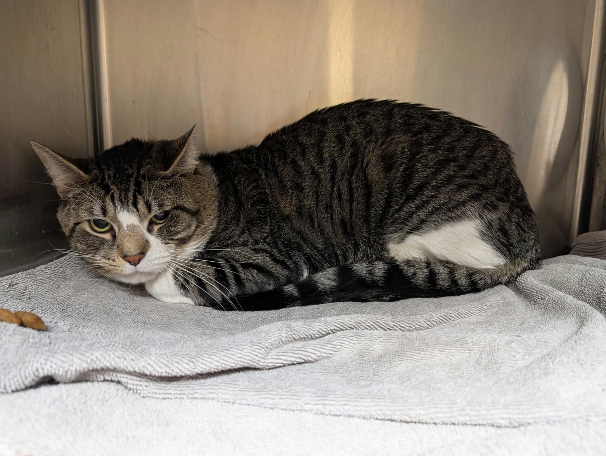 cobbkitties's tweet photo. RESCUE and PLEDGES or ADOPTER needed

NAME: Sox
COMBO STATUS: 
AGE: 3Y
SEX: Male
ID: 23234
CAGE: 674
IN SHELTER SINCE: 10/7/26
ADOPTION or RESCUE ONLY: Adoption

If you can help, please call or email the Rescue Coordinator, Elizabeth George:

770-590-659… https://t.co/K6QHpQjqYE https://t.co/wTSJC5LtIl