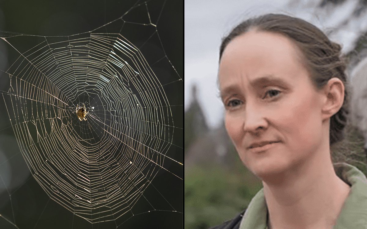 TheNeedling's tweet photo. Seattle Mayor Katie Wilson Criticized for Having No Plan to Combat Spider Season: https://t.co/cO4rMYvJlF https://t.co/KDJ5SzMAo9