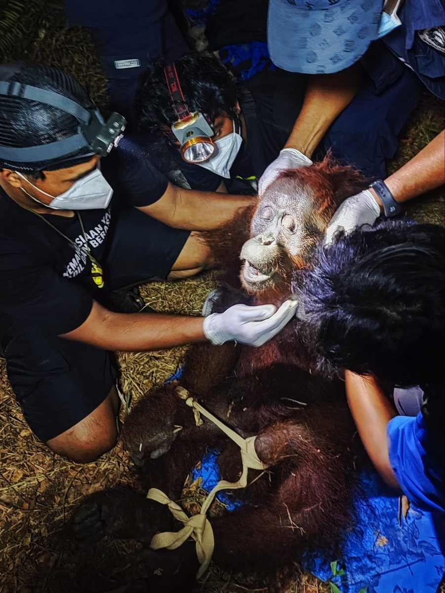 WorldAnimalNews's tweet photo. 🦧💔 ENDANGERED ORANGUTAN RESCUED AMID DEVASTATING FOREST FIRES IN INDONESIA 🔥

A 20-year-old female orangutan named Ira was rescued in Central Kalimantan after suffering smoke exposure.

She is now receiving medical care. 🙏❤️

Credit: @OFIOrangutan / Harie/ Amang Rimba Borneo https://t.co/ic9d9pj2bb