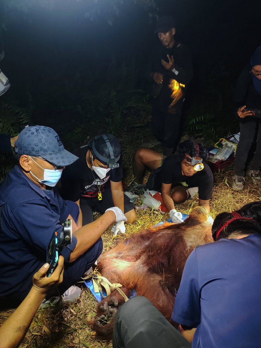 WorldAnimalNews's tweet photo. 🦧💔 ENDANGERED ORANGUTAN RESCUED AMID DEVASTATING FOREST FIRES IN INDONESIA 🔥

A 20-year-old female orangutan named Ira was rescued in Central Kalimantan after suffering smoke exposure.

She is now receiving medical care. 🙏❤️

Credit: @OFIOrangutan / Harie/ Amang Rimba Borneo https://t.co/ic9d9pj2bb