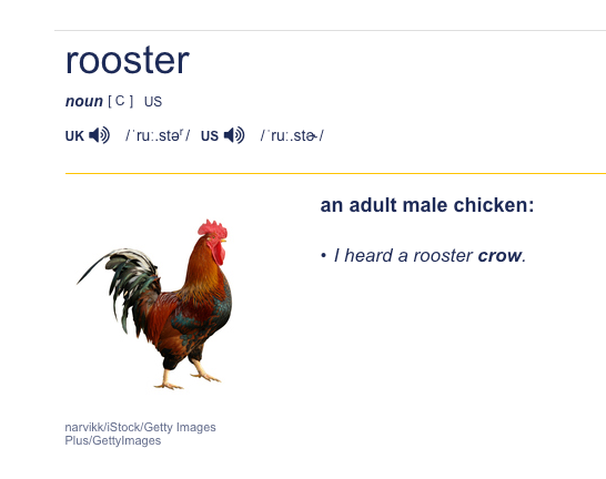 ellengu18's tweet photo. im the FTR dev (the coin at 5m)

The coin is at 5M but we always send memes version of it

In the official tesla website, there is easter egg on the plate "RDSTR"

So as ya'll know rooster is literally adult male chicken

THIS IS THE FREES MEME ELON GAVE US LOL https://t.co/12dOyOoE5s