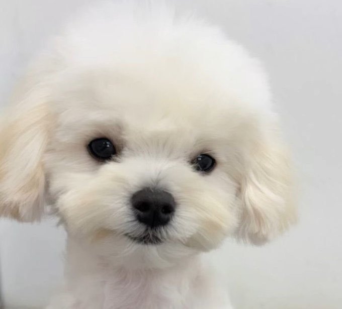 sghxia's tweet photo. วะนนี่!! พ่กพิ่ ๆ ..... กด รี ให้ พ่กแม่ะ นุยะง

I vote #aespa for Fans’ Choice Female #2026MAMAVOTE https://t.co/YpEk2C7XEh