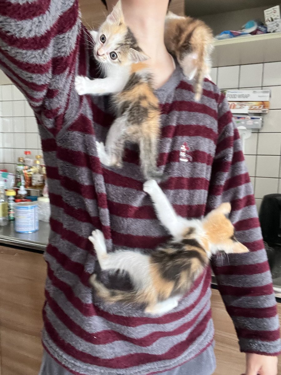 mmomongaaaa's tweet photo. 人間キャットタワーだった時代もありました https://t.co/nzcfr1br9D