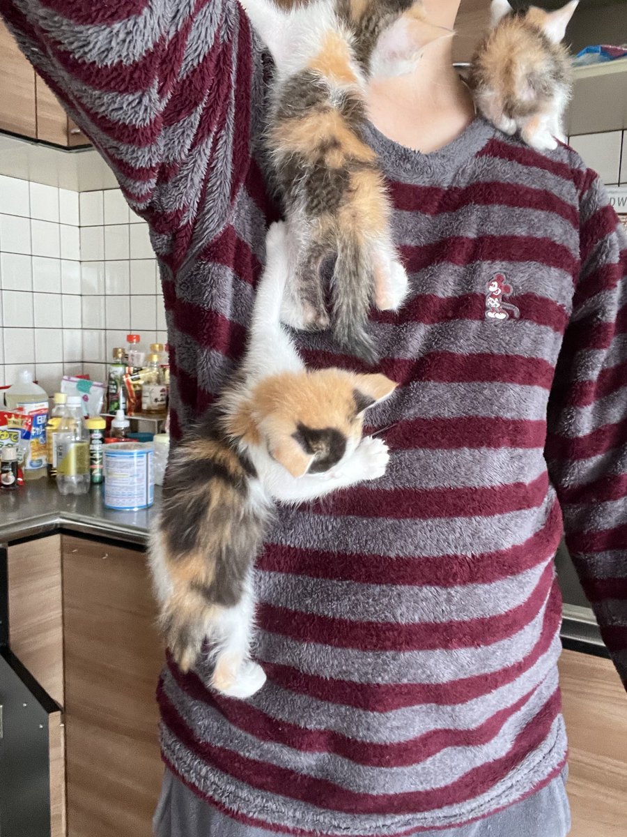 mmomongaaaa's tweet photo. 人間キャットタワーだった時代もありました https://t.co/nzcfr1br9D