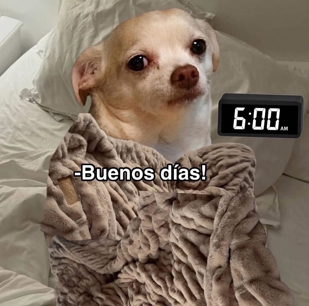 MarioAguilarMG's tweet photo. Nadie:

Yo el único día que puedo despertarme tarde: https://t.co/y0oqQM11nq