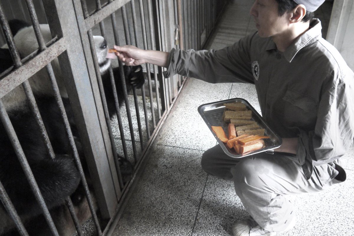 xiaoG's tweet photo. 成都と雅案の熊猫繁殖基地で。 https://t.co/G2VVuzbYUY