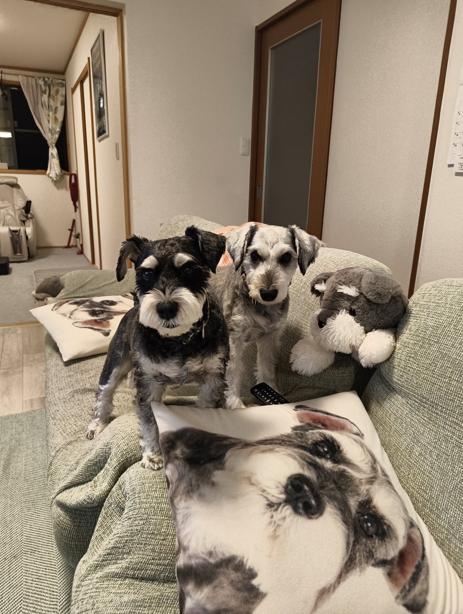 RockGal2022's tweet photo. シュナまめれ
#Schnauzer
#dog
#犬のいる幸せ
#いぬのいる暮らし
#ミニチュアシュナウザー
#シュナウザー
#YOLOWS
#Rock
#Gal
#슈나우저
#강아지
#개 https://t.co/7rRydHvnVk