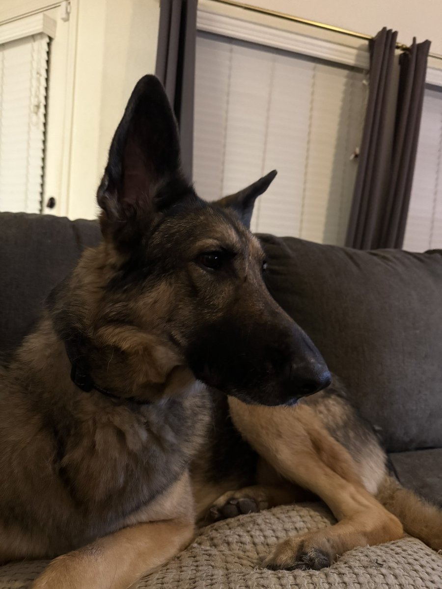 imbrokenaf79's tweet photo. Always on watch. I bet he can hear ants fart. #gsd #DogLife https://t.co/kTULziQ7ZG