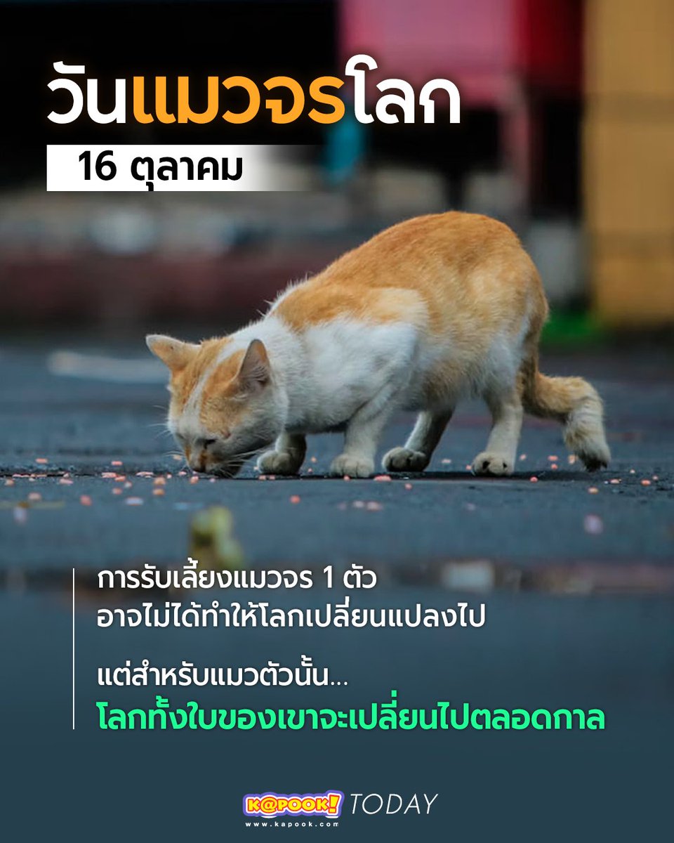 kapookdotcom's tweet photo. วันนี้ #วันแมวจรโลก 🐾
ความใจดีเพียงเล็กน้อยจากเรา
อาจเป็นความสุขที่ยิ่งใหญ่สำหรับแมวตัวหนึ่ง
ขอแค่เมตตาและเปิดใจ
เพราะแมวจรต่างก็อยากมี "บ้าน" และใครสักคนที่รักพวกเขา
________________________________
อ่านวันสำคัญสำหรับเหล่าเพื่อนขนปุยสี่ขา คลิกเลย !
😺https://t.co/omS2AsdAos 
#แมวจร