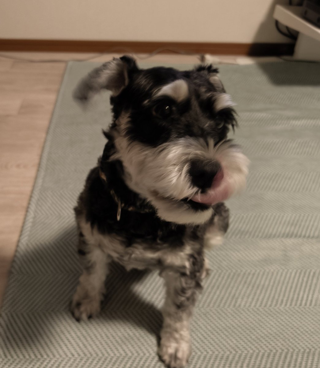 RockGal2022's tweet photo. ぺろりん
#Schnauzer
#dog
#犬のいる幸せ
#いぬのいる暮らし
#ミニチュアシュナウザー
#シュナウザー
#YOLOWS
#Rock
#Gal
#슈나우저
#강아지
#개 https://t.co/AKegolrow8