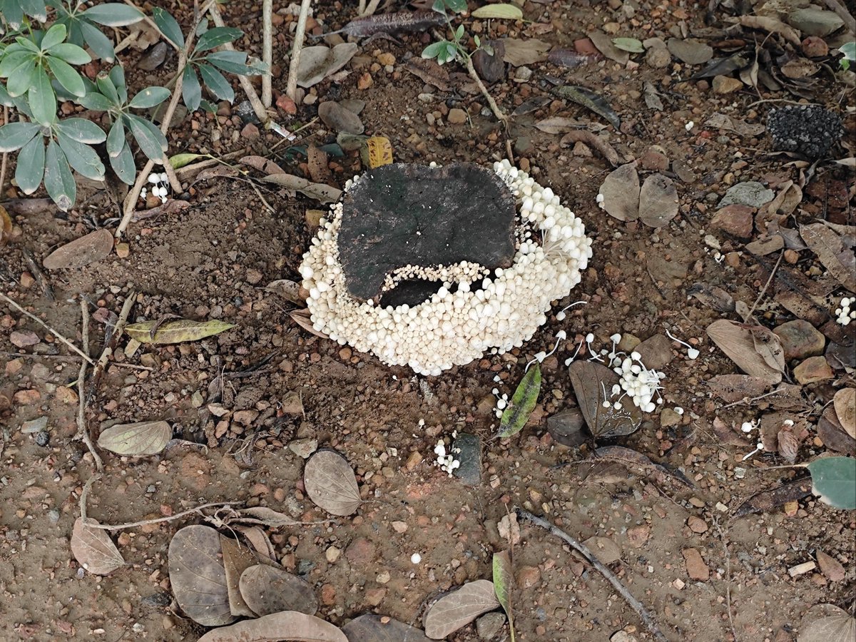Nomynamenigga's tweet photo. The benzene tech research team found a cone-shaped tool that looks like someone was looking for shit nearby. https://t.co/eRqFbPpsAO