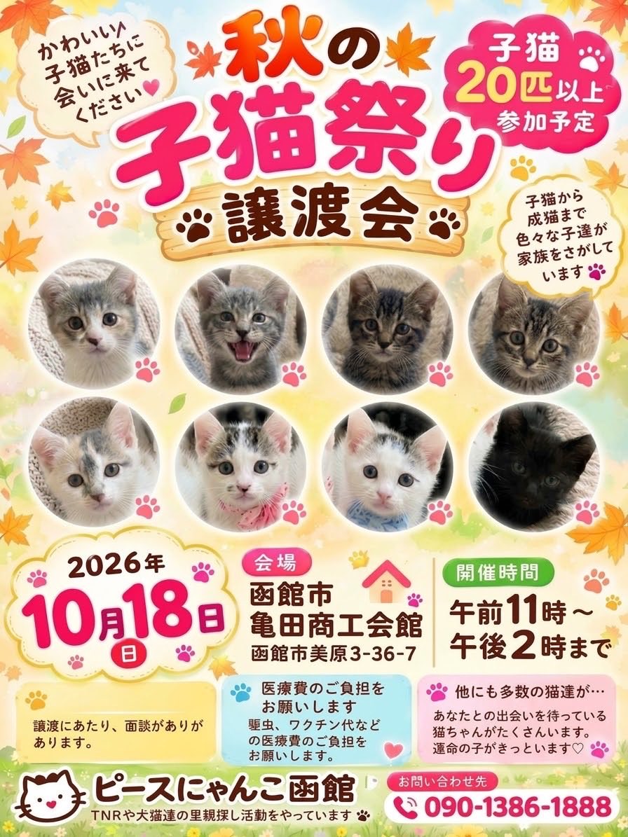 umeko_hakodate's tweet photo. 18日(日)は、保護猫譲渡会です。
仔猫も成猫も大集合💓
午前11時から午後2時まで、函館亀田商工会館（北海道）　猫を家族に迎えようとお考えの方は、ペットショップへ行く前に保護猫たちに会いに来て下さい。 https://t.co/Hy8EMfkjQo