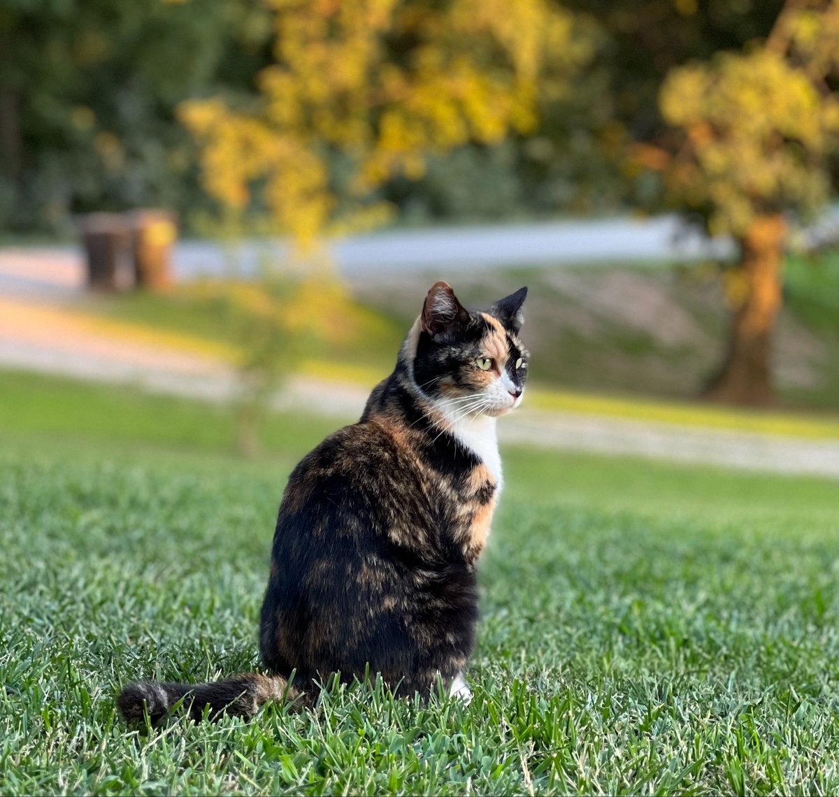 kittypedta's tweet photo. making a username is so hard 🐈‍⬛ https://t.co/LVPsk07B2C