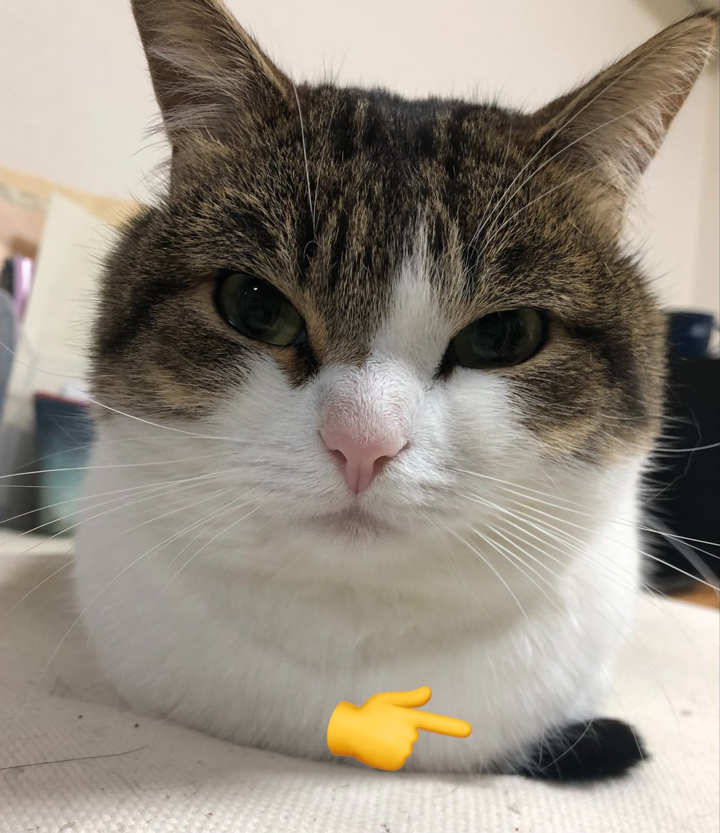 nikoandkotatoro's tweet photo. おててないないだけどしっぽだけあるある https://t.co/WlZN1wMwlo