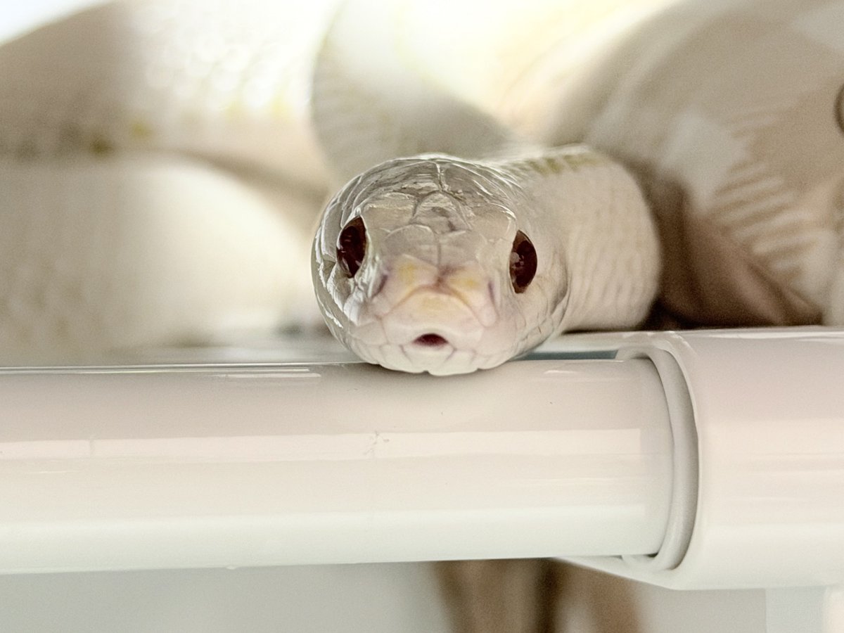 poyo_76_'s tweet photo. おはようあめ☀️

今日はクッションはみ出て自由型🐍

#コーンスネーク https://t.co/m5kApnctYr