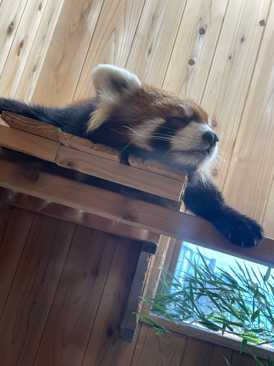 tp_gori's tweet photo. 😴 https://t.co/3aB2RBLn5U