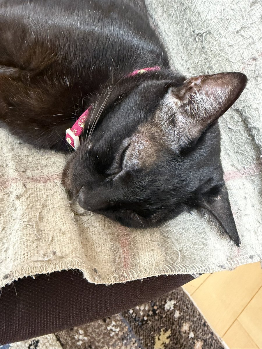 Hisae331207's tweet photo. 寝過ぎたﾆｬｰ
触るとポカポカして気持ちが良い

#黒猫 #保護猫 #猫好きさんと繫がりたい https://t.co/q1I0GU2XBg