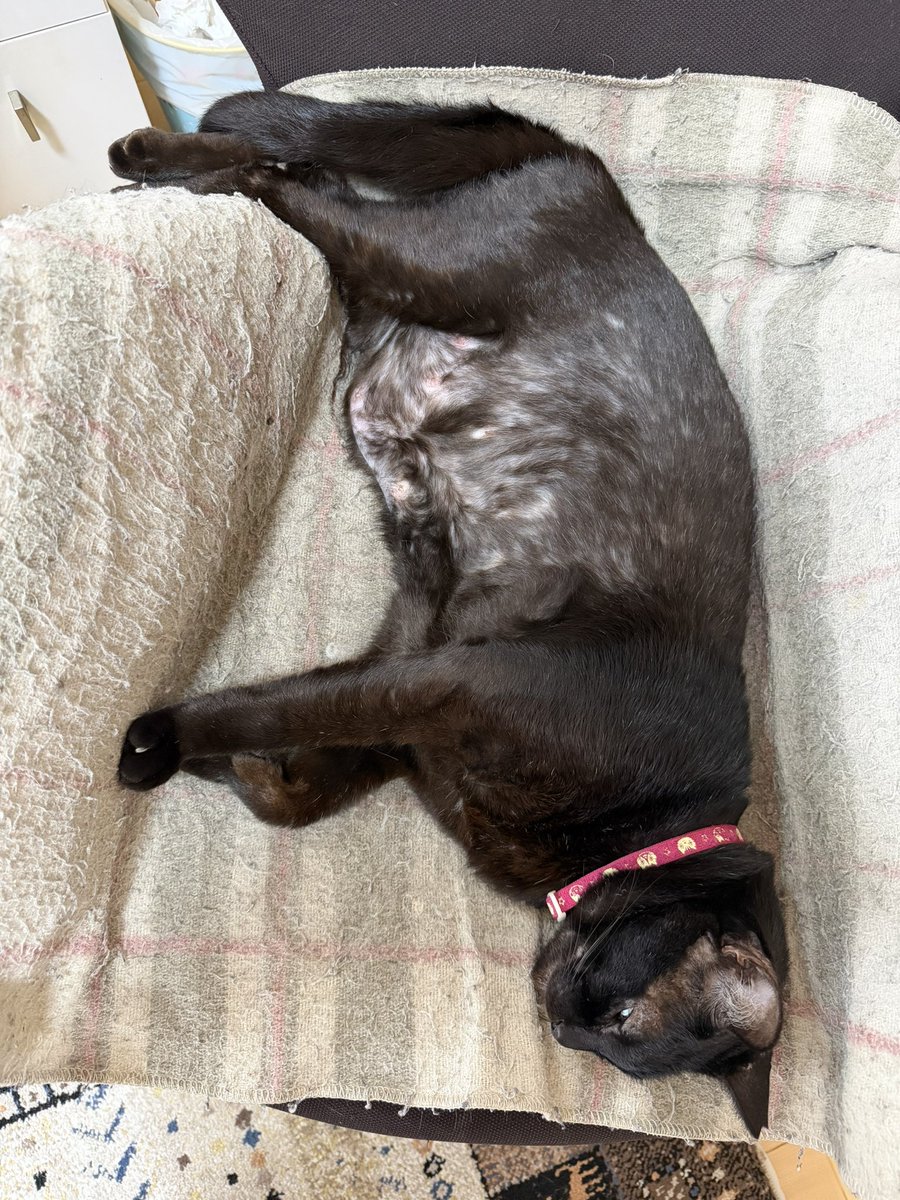 Hisae331207's tweet photo. 寝過ぎたﾆｬｰ
触るとポカポカして気持ちが良い

#黒猫 #保護猫 #猫好きさんと繫がりたい https://t.co/q1I0GU2XBg